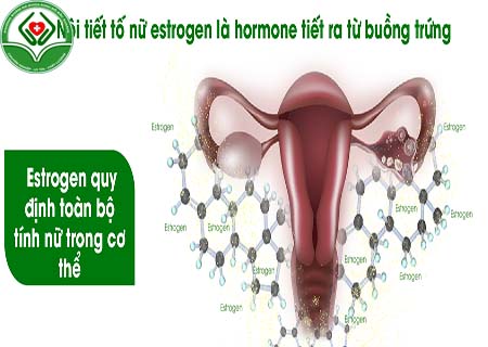 hormone nội tiết tố nữ là gì