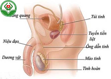 Viêm túi tinh là bệnh gì