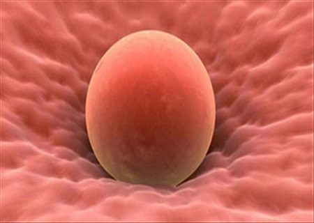 trứng có kích thước to ảnh hưởng tới khả năng thụ thai