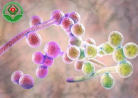 Hình ảnh nấm Candida