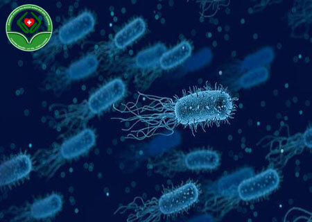 Hình ảnh nấm Candida
