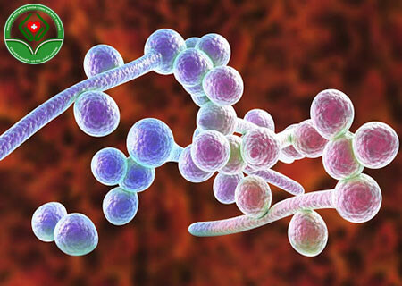 Nấm Candida thủ phạm "đầu sỏ" gây nhiều bệnh nam khoa