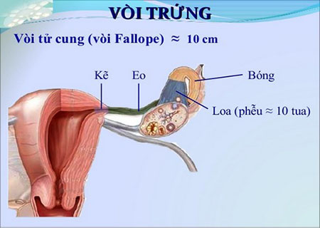 Hiện tượng tắc loa vòi trứng là gì?