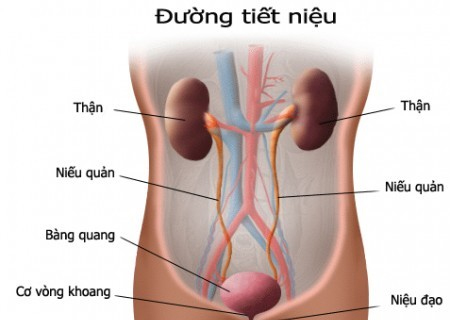 Viêm đường tiết niệu khiến nhiều người khổ sở