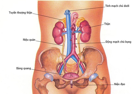 Viêm đường tiểu ở nữ giới có nhiều dấu hiệu cụ thể