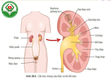 Tìm hiểu chung bệnh nhiễm trùng tiết niệu